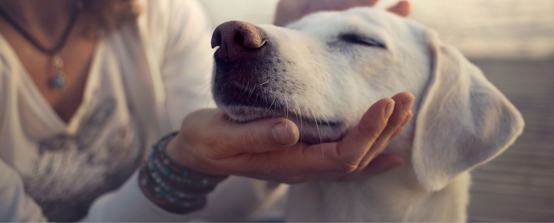 Hund wird liebevoll am Kopf gestreichelt
